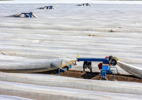 DefaultAsparagus harvest on the Lower Rhine, near Wesel, asparagus field under thermo foil, for