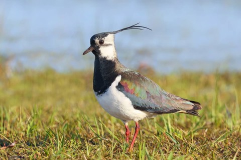 Lapwing (Vanellus vanellus) adult bird foraging in wet meadow, wildlife, animals, birds, plover