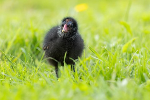 Common moorhen or Waterhen (Gallinula chloropus) juvenile baby chick bird amongst grass, England,
