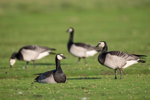 Grazing barnacle geese or barnacle geese (Branta leucopsis), Hauke-Haien-Koog nature reserve, North