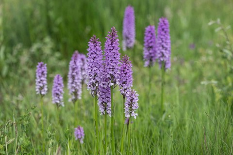 Southern marsh orchid (Dactylorhiza praetermissa), Emsland, Lower Saxony, Germany, Europe