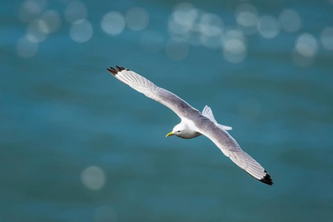 Black-legged Kittiwake, Rissa tridactyla, bird in flight over sea, Bempton Cliffs, North Yorkshire,