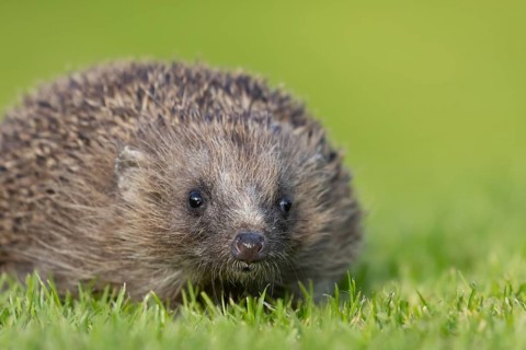 European hedgehog (Erinaceus europaeus) adult animal on a garden lawn, England, United Kingdom,