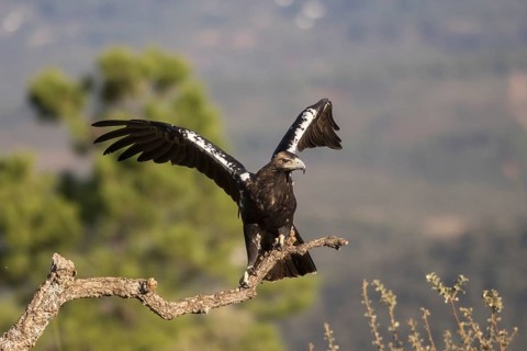 Iberian Eagle (Aquila adalberti), Spanish imperial eagle, Extremadura, Castilla La Mancha, Spain,