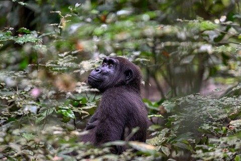 Western lowland gorilla (Gorilla gorilla gorilla), female, Loango National Park, Parc National de