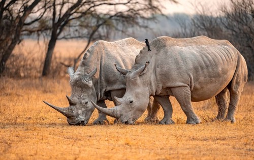 Southern white rhinoceros (Ceratotherium simum simum), two rhinos grazing in the evening light,