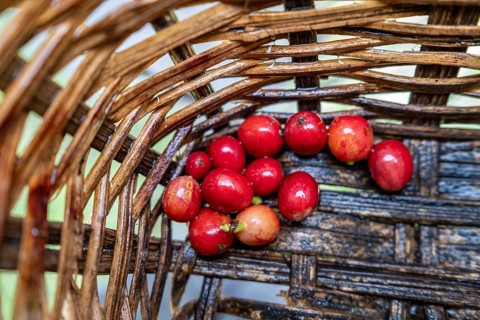 Coffea arabica fruit, Cocora Valley, Salento, Quindio, Colombia, South America