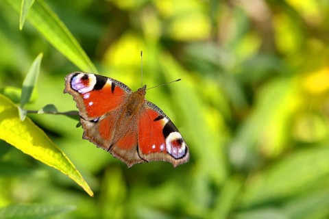 Peacock butterfly (Aglais io), on a green leaf, Wilnsdorf, North Rhine-Westphalia, Germany, Europe