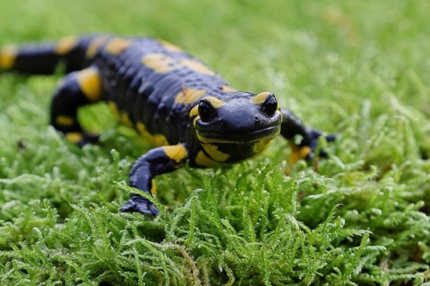 Fire salamander (Salamandra salamandra), running over moss, wildlife, looking into the camera,