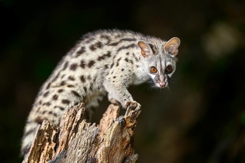 Common genet (Genetta genetta), climbing on a tree wildlife in a forest, Montseny National Park,