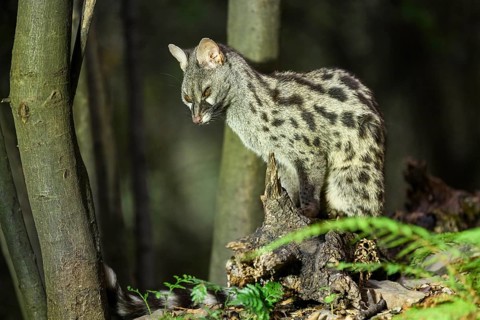 Common genet (Genetta genetta), wildlife in a forest, Montseny National Park, Catalonia, Spain,