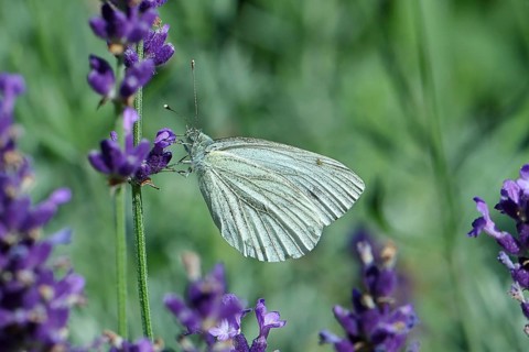 Cabbage butterfly (Pieris brassicae) female on a flower of true lavender (Lavandula angustifolia),