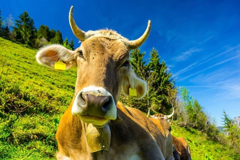 Single dairy cow, Allgaeuer Braunvieh, alpine meadow, near Oberstdorf, Allgaeu, Bavaria, Germany,