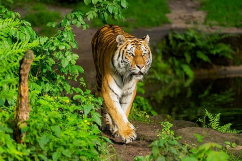 Siberian tiger or Amur tiger (Panthera tigris altaica) walking on the ground, Bavaria, Germany,