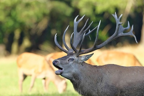 Red deer (Cervus elaphus) during the rutting season, a capital stag roaring in a forest clearing,