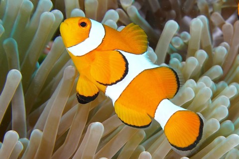 An orange and white Ocellaris Clownfish (Amphiprion ocellaris) swimming in a sea anemone in the
