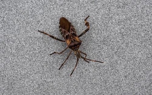 Western conifer seed bug, also known as cone bug (Leptoglossus occidentalis), Stuttgart,