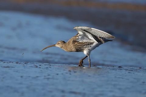 Eurasian curlew (Numenius arquata) adult bird feeding on a mudflat on a coastline, Norfolk,