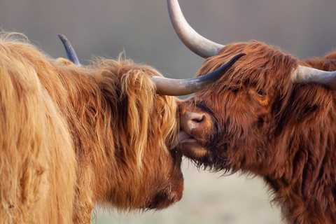Highland cattle or cow (Bos taurus taurus) two adult farm animals greeting each other, England,