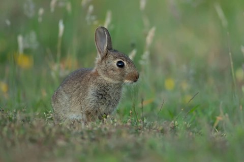 Rabbit (Oryctolagus cuniculus) wild juvenile baby animal resting in grassland in the summer,