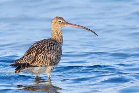 Eurasian curlew, Eurasian curlew (Numenius arquata) foraging in the shallow waters of the Baltic