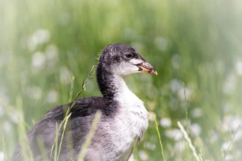 Eurasian Coot chicks (Fulica atra) standing in meadow surrounded by daisies, close-up, profile