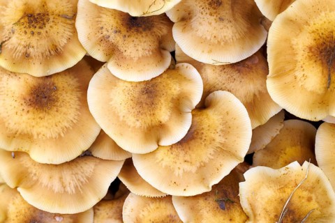 Hallimasche (Armillaria), Germany, Europe