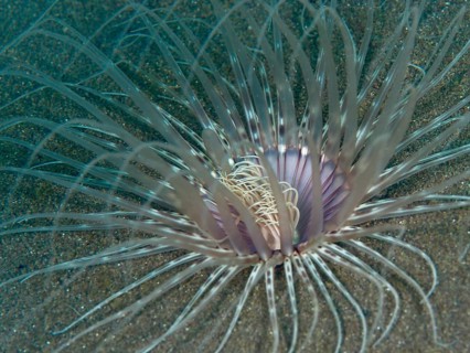 Close-up of a Banded cylinder rose (Pachycerianthus maua) with thin, transparent tentacles, dive