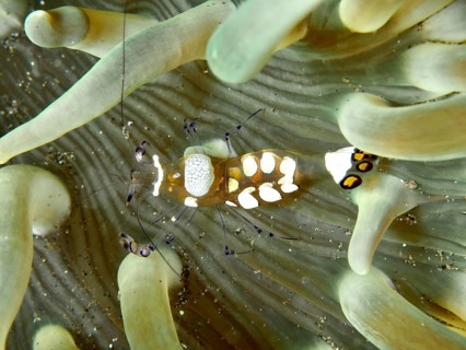 Transparent peacock anemone shrimp (Ancylocaris brevicarpalis) hiding between the tentacles of a