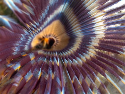 Close-up of a worm with radial pattern in purple and yellow, tube worm (Sabellastarte), dive site