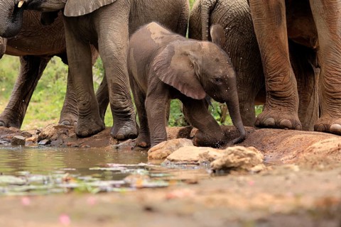 African elephant (Loxodonta africana), young animal, calf, baby elephant, mother, young animal with