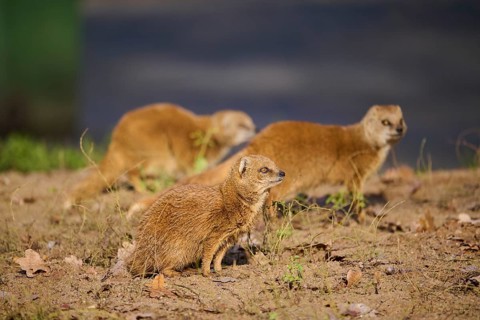 Ethiopian dwarf mongoose (Helogale hirtula) sitting on the ground, Bavaria, Germany, Europe