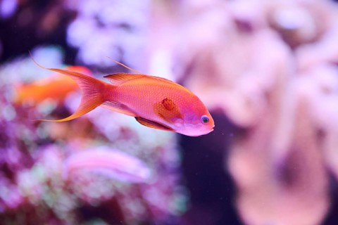 Sea goldie (Pseudanthias squamipinnis) in a aquarium, captive, Germany, Europe