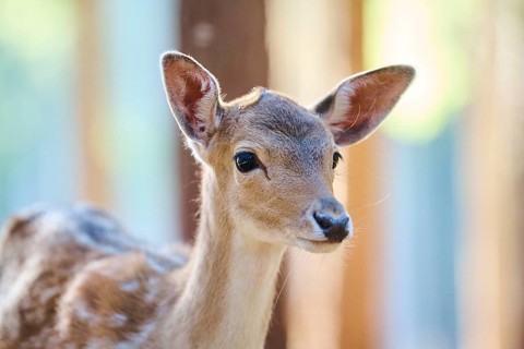 European fallow deer (Dama dama) youngster, portrait, in a forest, Bavaria, Germany, Europe