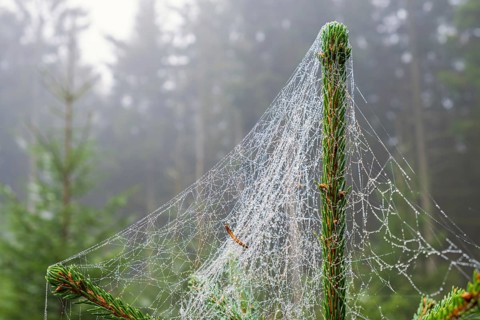 Spiderweb with morning dew on a spruce tree in a forest with mist at autumn
