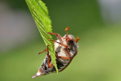 Northern cockchafer (Melolontha hippocastani), male, on leaves of a hornbeam (Carpinus betulus),