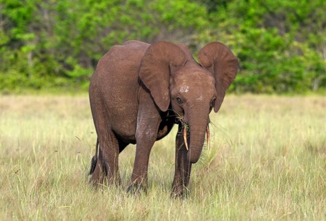 African forest elephant (Loxodonta cyclotis) in a clearing in Loango National Park, Parc National