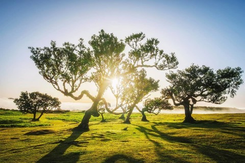 Centuries-old til trees in fantastic magical idyllic Fanal Laurisilva forest on sunset. Madeira