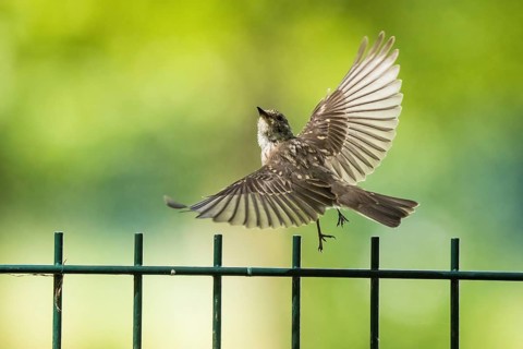 A juvenile spotted flycatcher (Muscicapa striata) flying over a metal fence in a green, natural