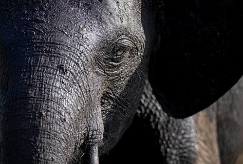 African forest elephant (Loxodonta cyclotis) in Loango National Park, Parc National de Loango,