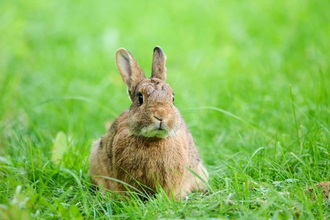 Domesticated rabbit (Oryctolagus cuniculus domesticus) on a meadow, Franconia, Bavaria, Germany,