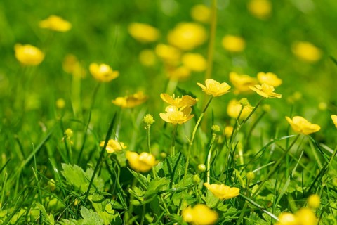 Yellow buttercup (Ranunculus) glow in the spring sun in a meadow, Ternitz, Lower Austria, Austria,