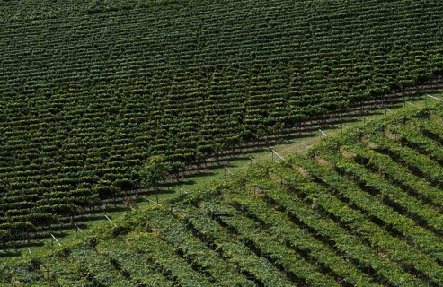 Vines, viticulture, agriculture, agribusiness, Schenna, Scena, South Tyrol, Autonomous Province of