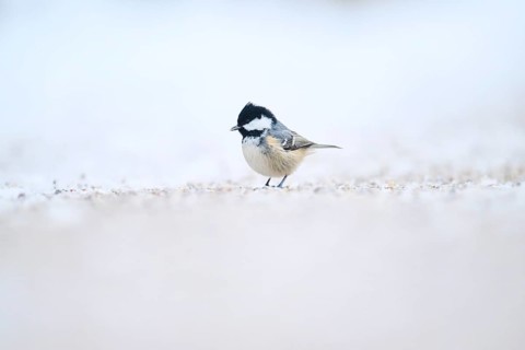 Coal tit (Periparus ater) on the ground in the snow in winter, Bavaria, Germany, Europe