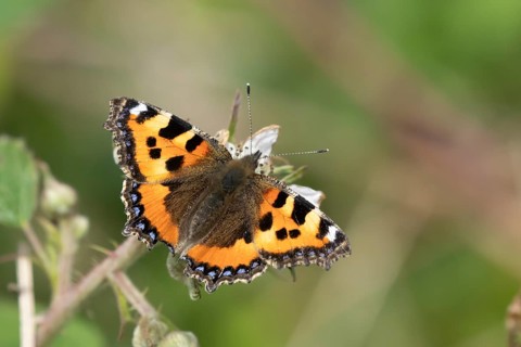Small tortoiseshell butterfly (Aglais urticae) adult insect feeding on a Bramble flower in summer,