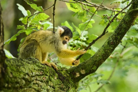 Common squirrel monkey (Saimiri sciureus) in a tree, captive, distribution South America