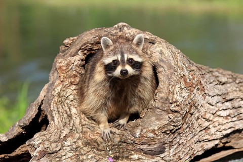 Raccoon (Procyon lotor), adult, female, at the den, Montana, USA, North America