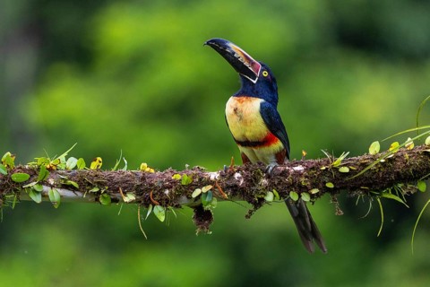 Collared Aracari (Pteroglossus torquatus), Toucans (Ramphastidae), Laguna del Lagarto Lodge,