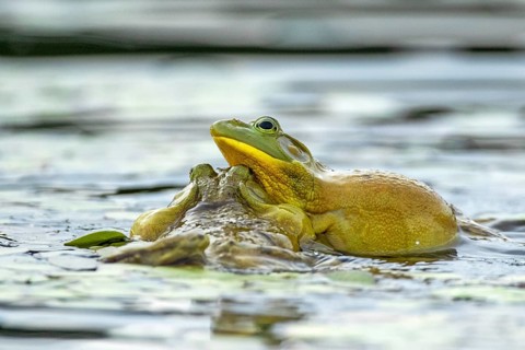 Bull frogs Lithobates catesbeianus. Male bull frogs fighting during the breeding season. La