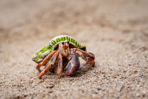 Caribbean hermit crab (Coenobita clypeatus), in the sand on the beach, Parque Nacional Cahuita,